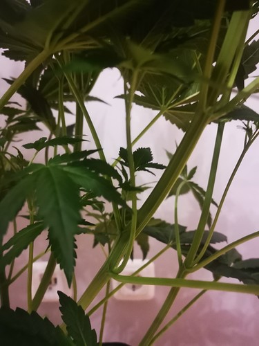 Growreport Bild 13