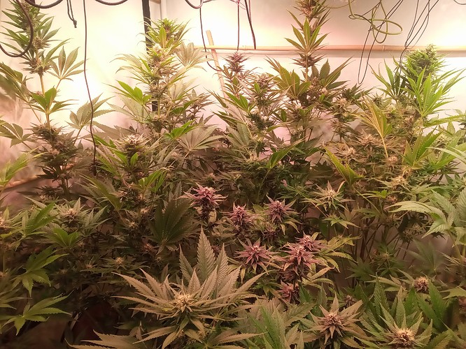 Growreport Bild 48