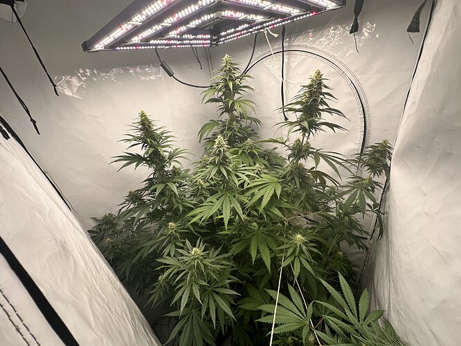 Growreport Bild 1