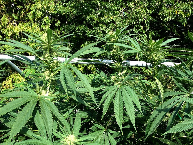 Growreport Bild 15