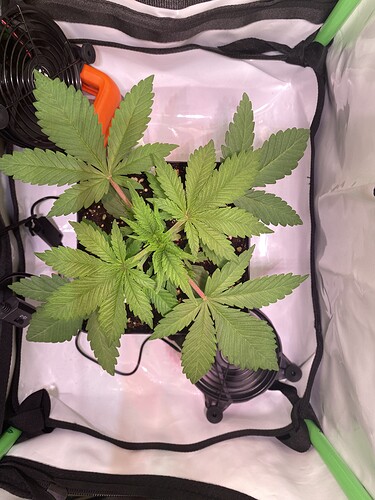 Growreport Bild 4