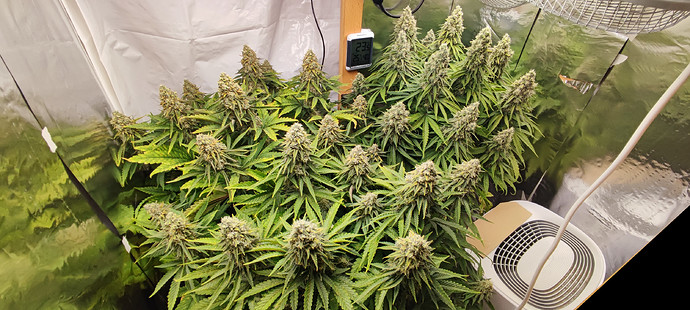 Growreport Bild 3