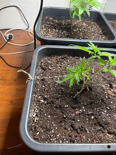 Growreport Bild 33