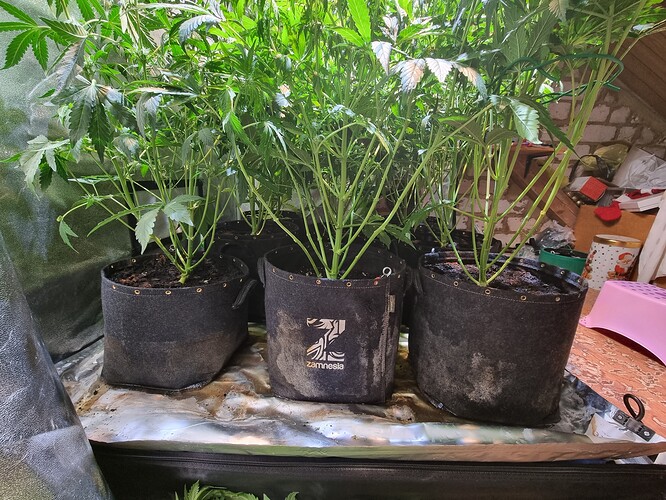 Growreport Bild 2