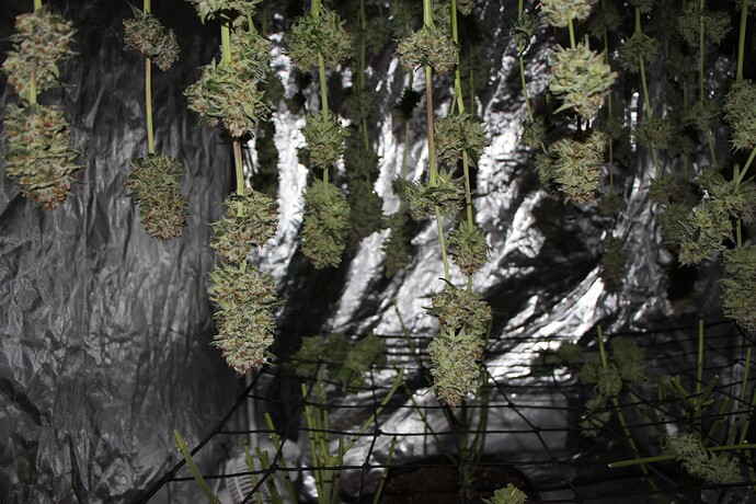 Growreport Bild 4