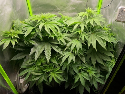 Growreport Bild 1