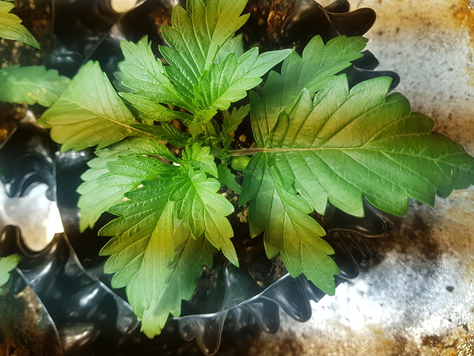 Growreport Bild 14