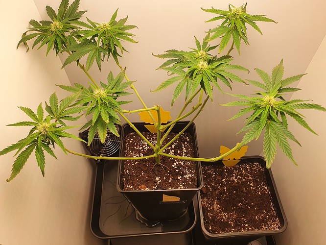 Growreport Bild 5