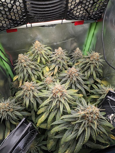 Growreport Bild 7