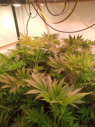 Growreport Bild 23