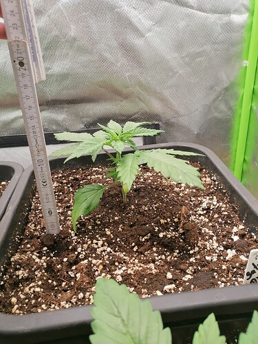Growreport Bild 5