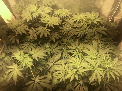 Growreport Bild 3