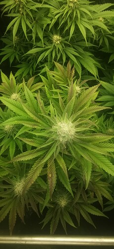 Growreport Bild 4