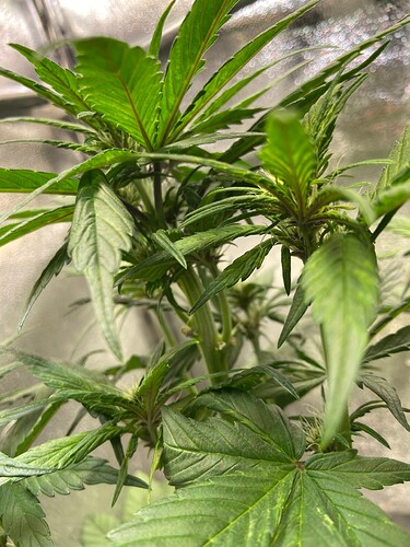 Growreport Bild 8
