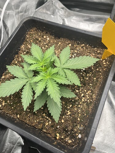 Growreport Bild 13