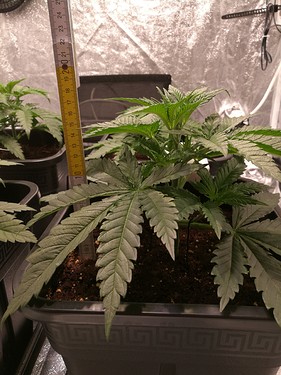 Growreport Bild 13