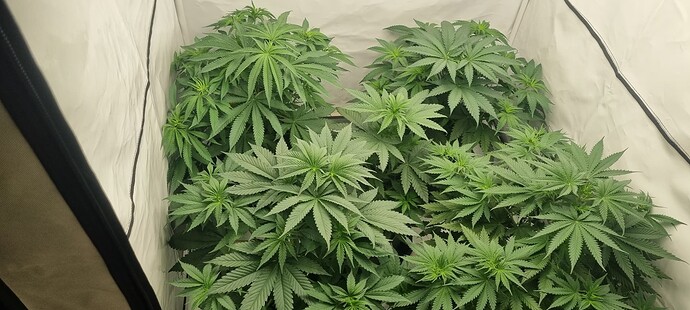 Growreport Bild 7