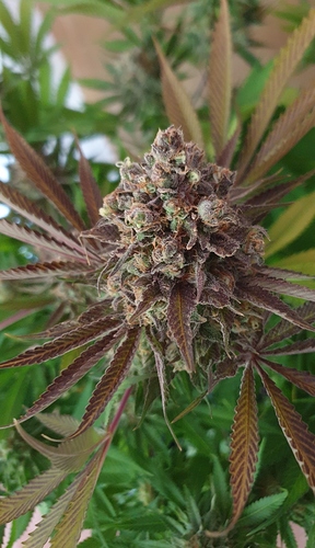 Growreport Bild 10