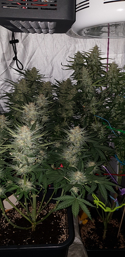Growreport Bild 14