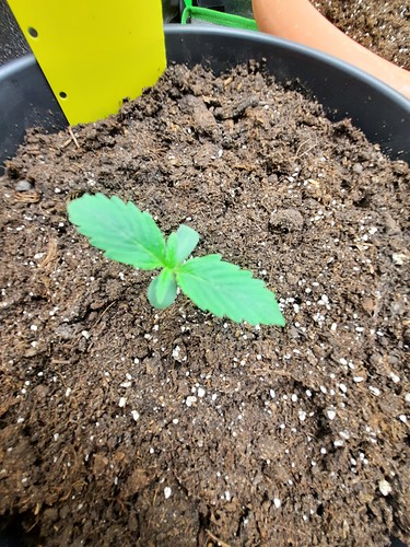 Growreport Bild 2