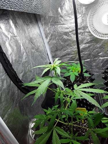 Growreport Bild 5