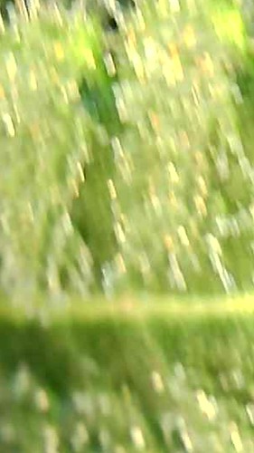 Growreport Bild 8