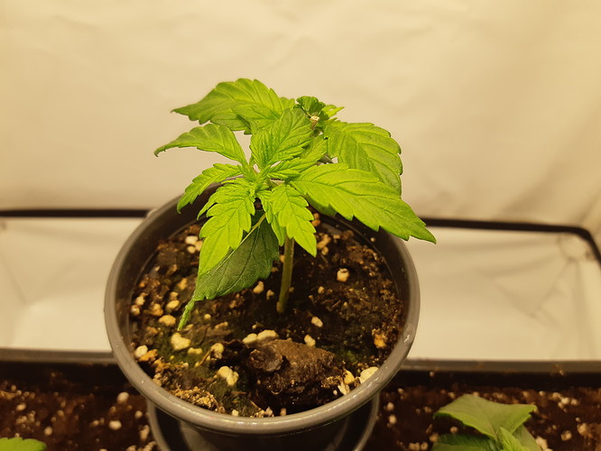 Growreport Bild 9