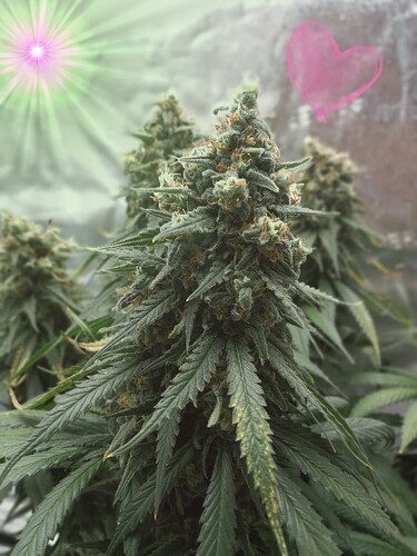Growreport Bild 4