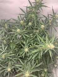 Growreport Bild 24