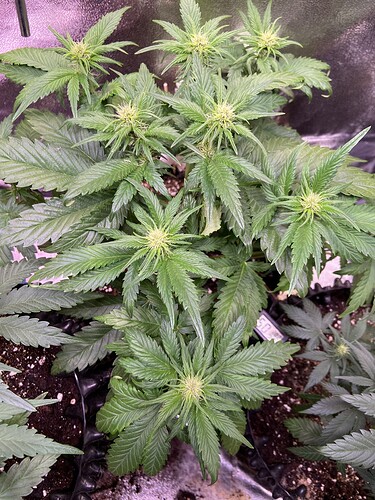 Growreport Bild 13