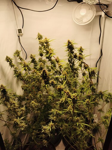 Growreport Bild 1