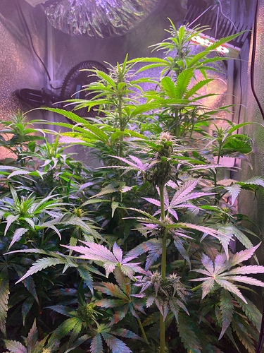 Growreport Bild 30