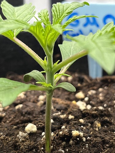 Growreport Bild 3