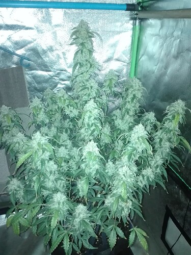 Growreport Bild 3