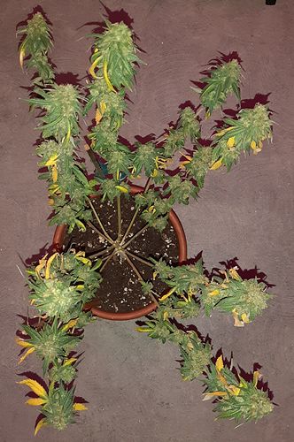 Growreport Bild 2