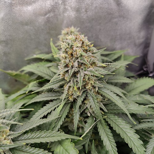Growreport Bild 12