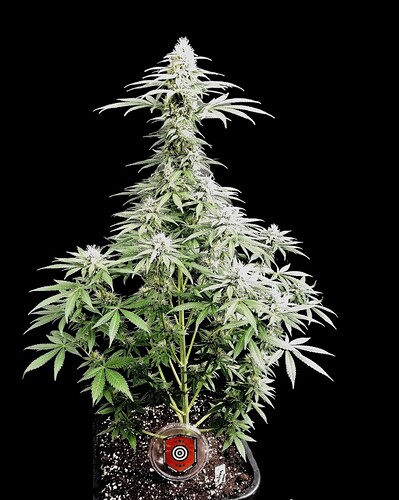 Growreport Bild 2