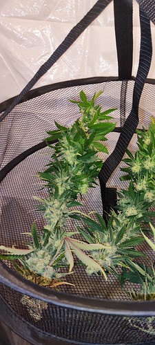 Growreport Bild 18