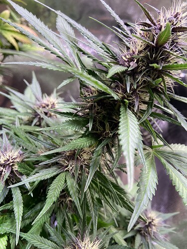 Growreport Bild 5
