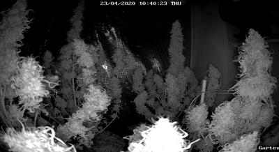 Growreport Bild 2
