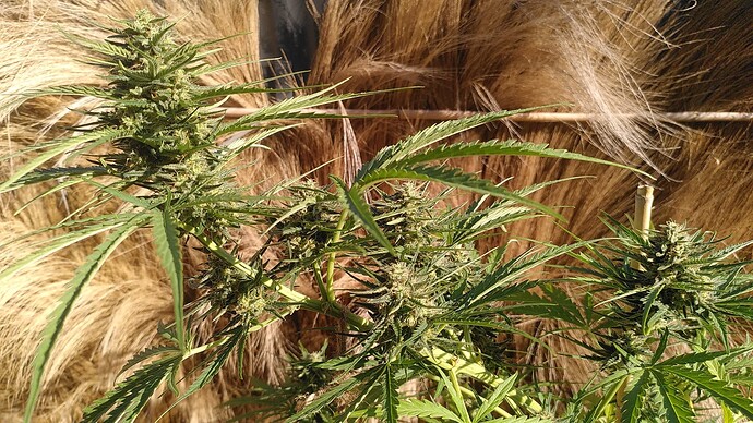 Growreport Bild 19