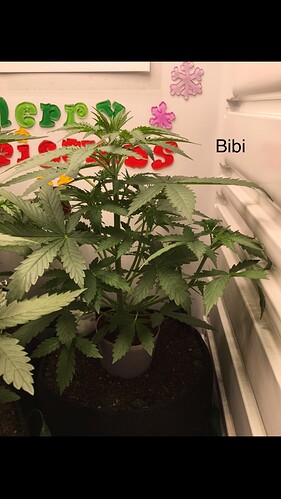 Growreport Bild 37