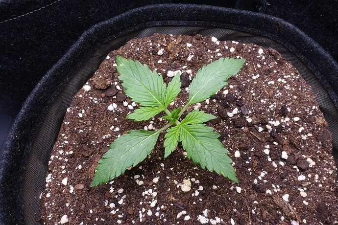 Growreport Bild 4