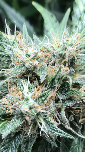 Growreport Bild 1