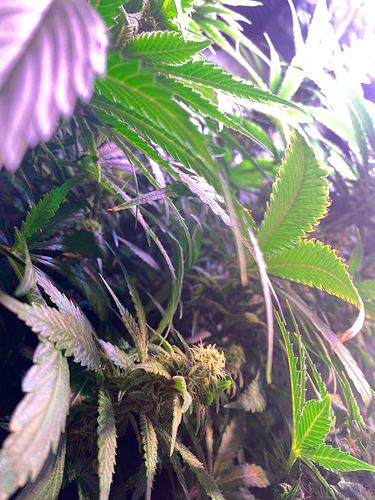 Growreport Bild 40
