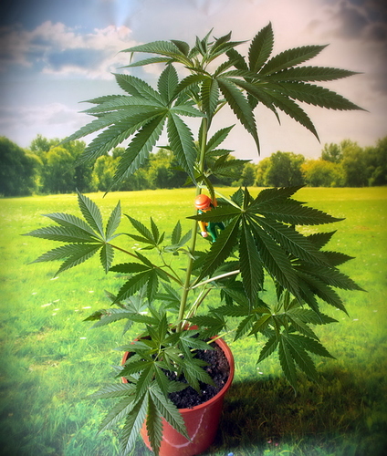 Growreport Bild 16