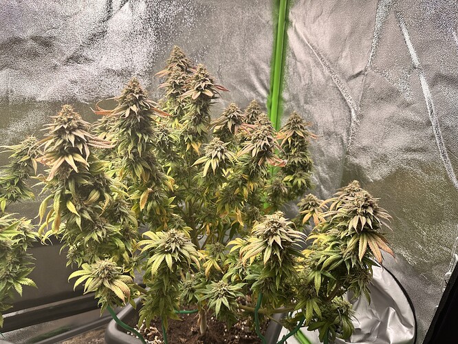 Growreport Bild 4