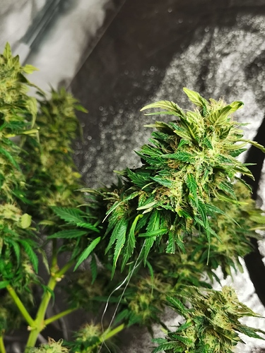 IMG-20201022-WA0012