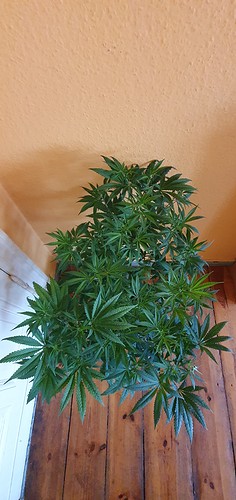 Growreport Bild 2
