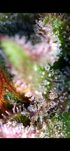 Growreport Bild 13